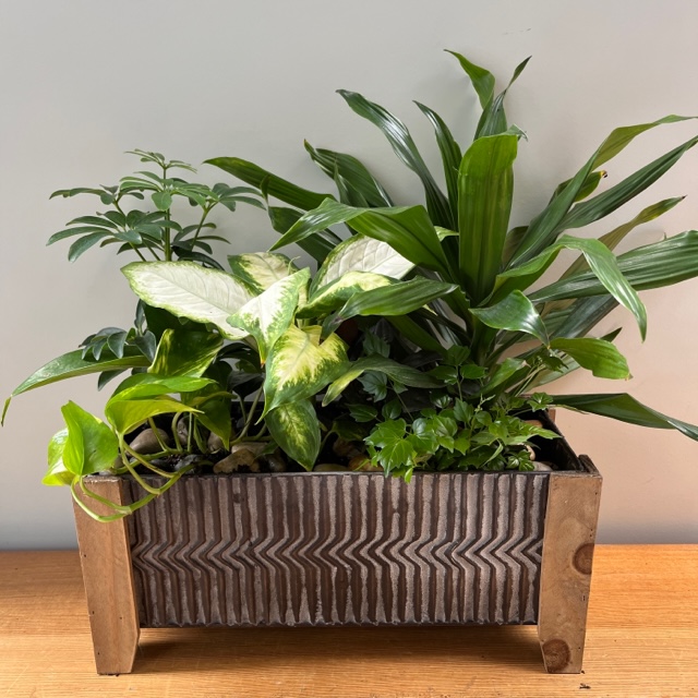 Large Tropical Planter