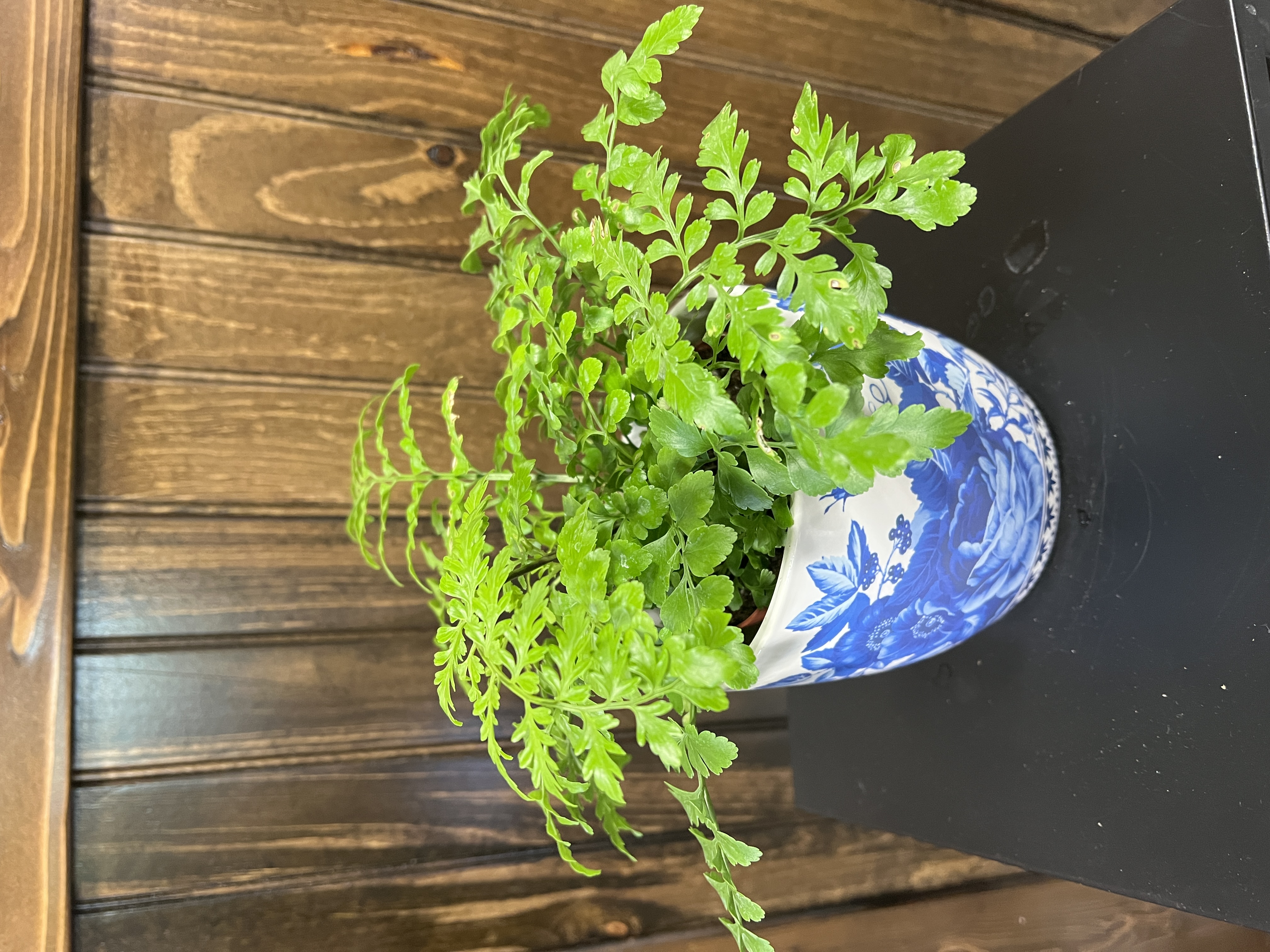 Foliage Fern