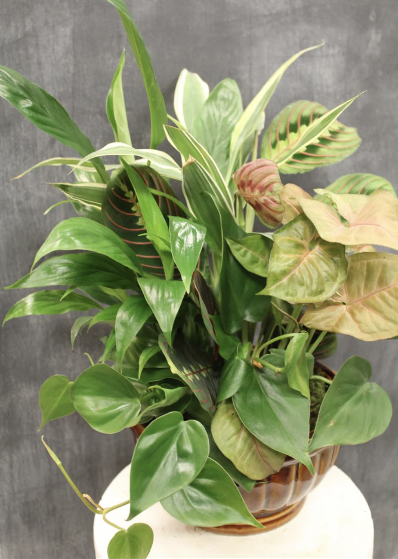 12” Dish Garden Flower Delivery Jacksonville FL Spencer's