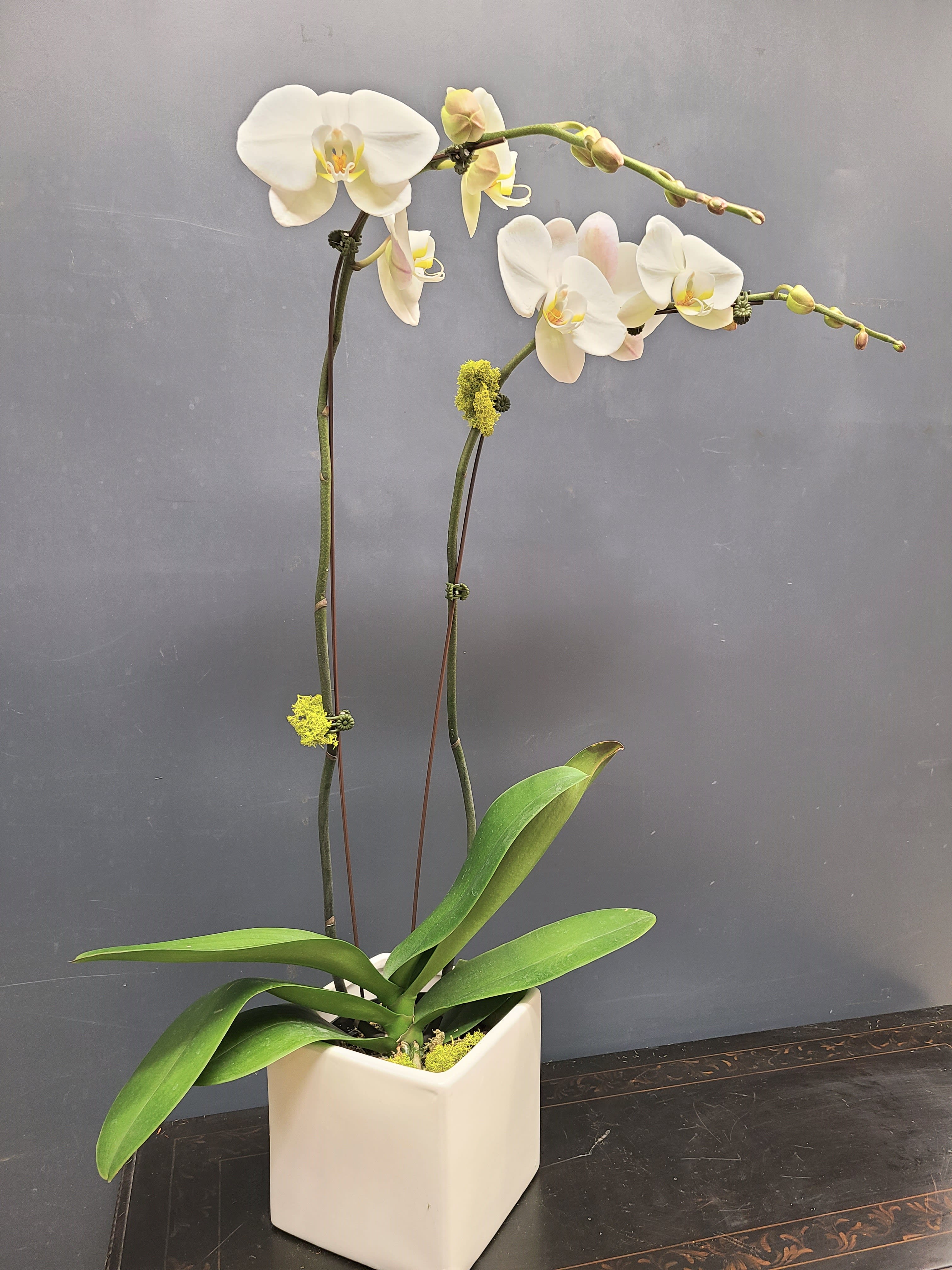 Double Stemmed Phalaenopsis Orchid In Evanston Il Preston S Florist