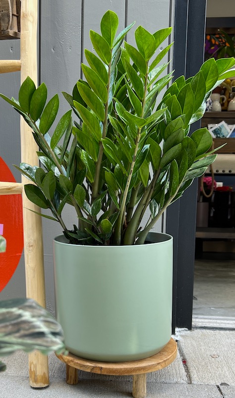 ZZ Plant Flower Delivery Roslindale Massachusetts - The