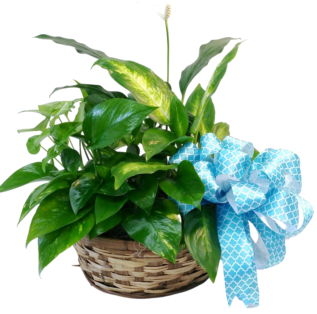 Florist Tempe AZ Fiesta Flowers, Plants & Gifts Tempe AZ