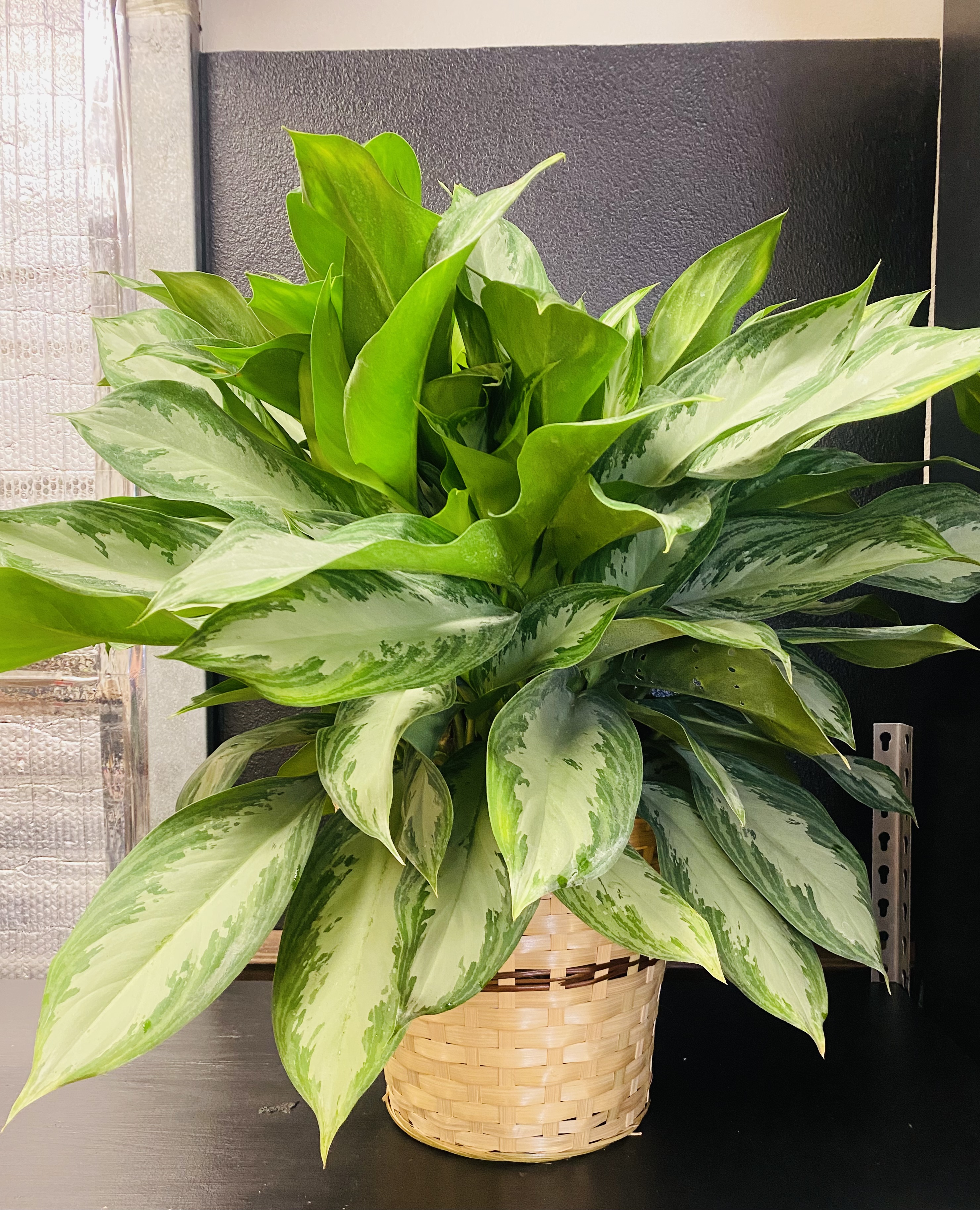 chinese evergreen flowers