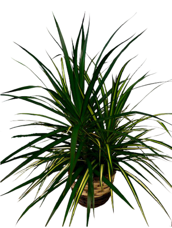 brasil philodendron for sale Philodendron Brasil  Variegated, Low-Light Trailing Houseplant 3" Pot / Nursery Pot