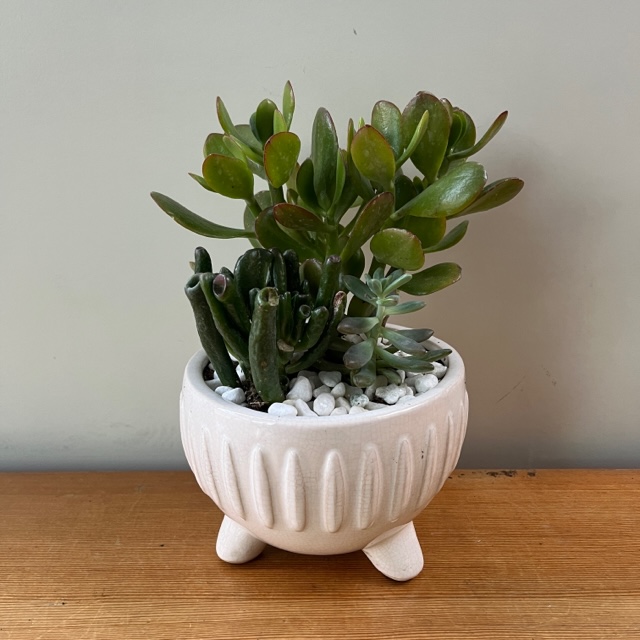 Jade Planter