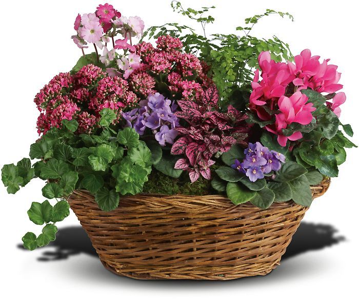 Simply Chic Mixed Plant Basket (CALL FOR AVAILABILITY) Baltimore