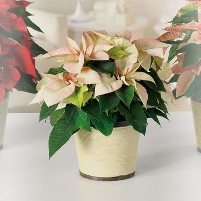 Cream Poinsettia 6"