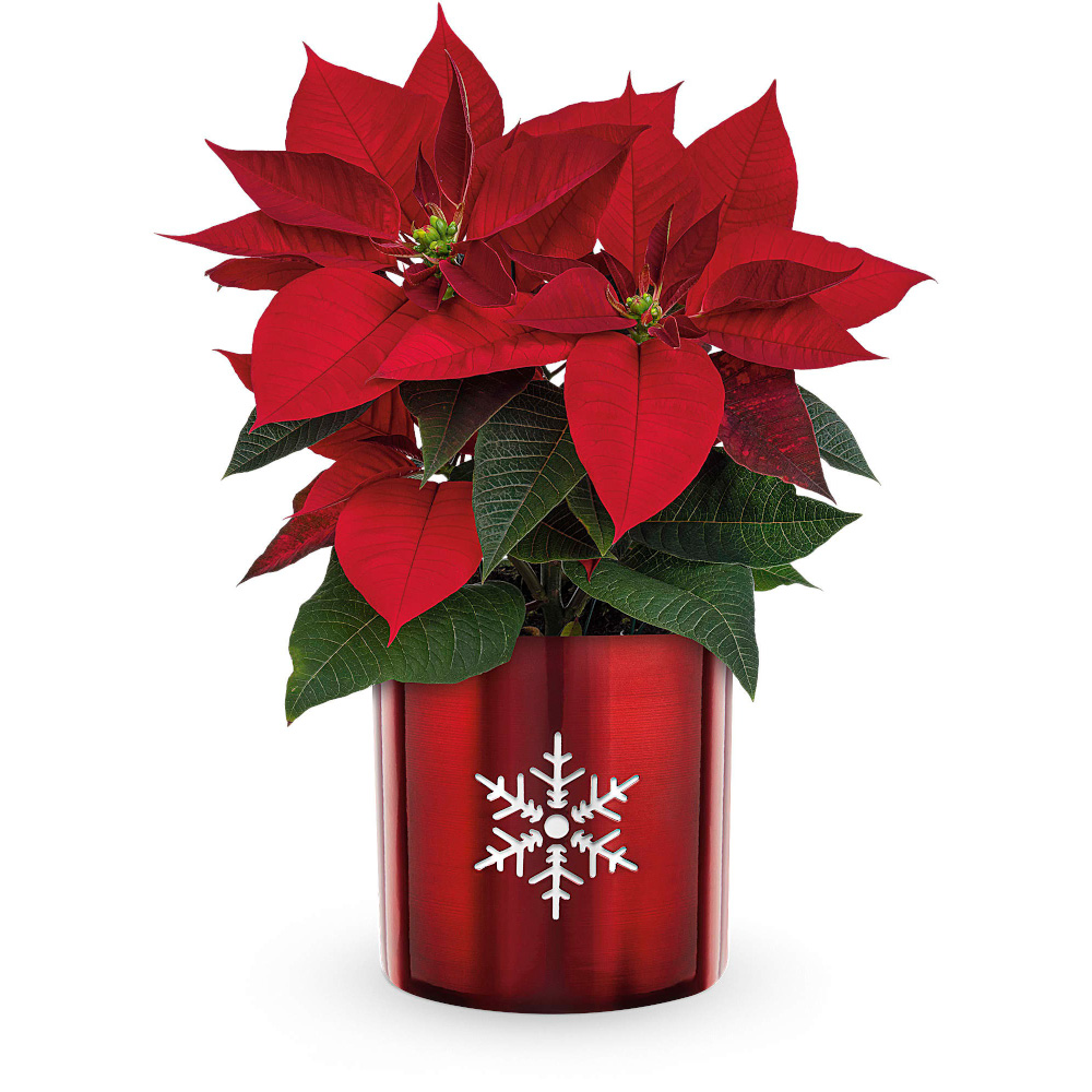 Snowflake Poinsettia Flower Delivery Virginia Beach VA Daughters Flowers