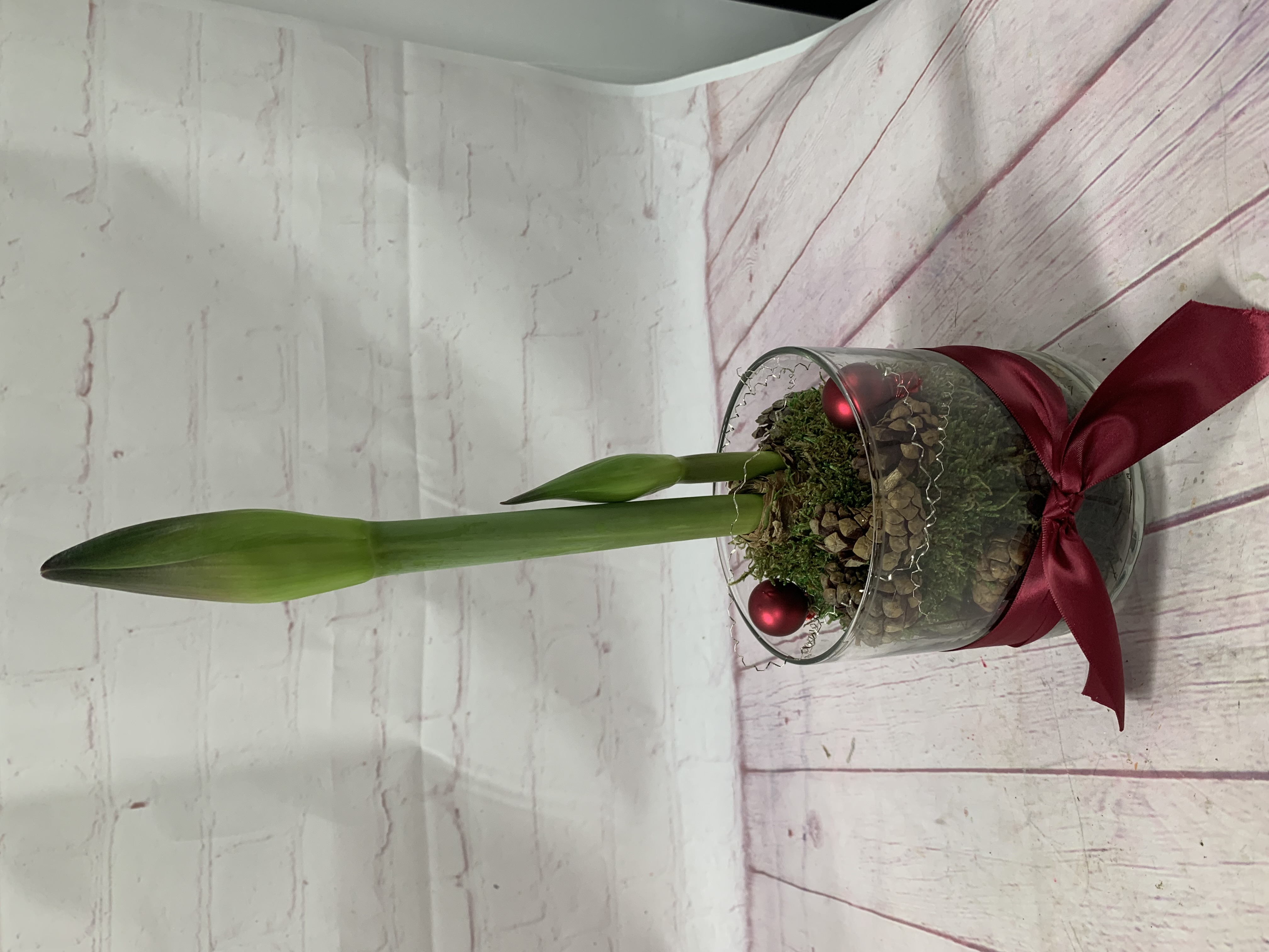 Amaryllis Plant decorated in vase Flower Delivery Alexandria VA
