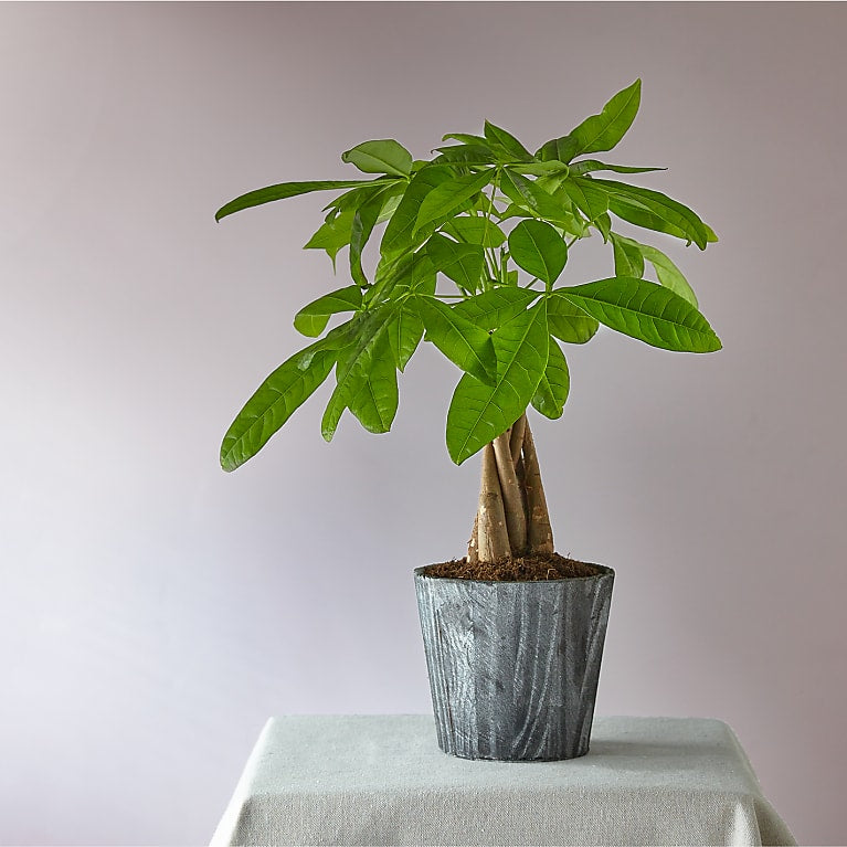 Lucky Day Money Tree