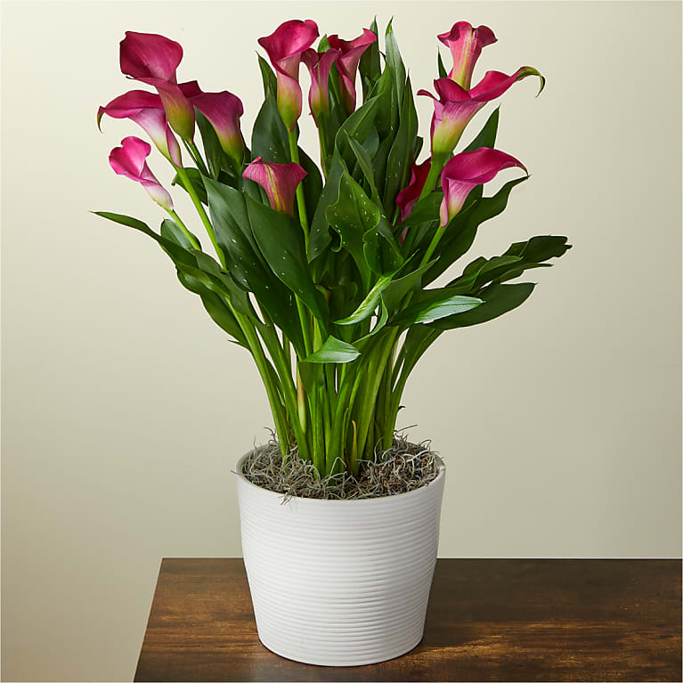 Florist 33155 | 33155 Flower Delivery by Ibett's Floral Design
