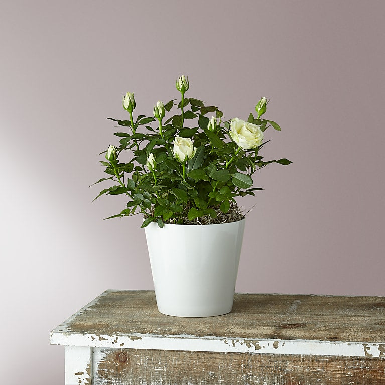 Rustic White Roses Pure and True White Roses