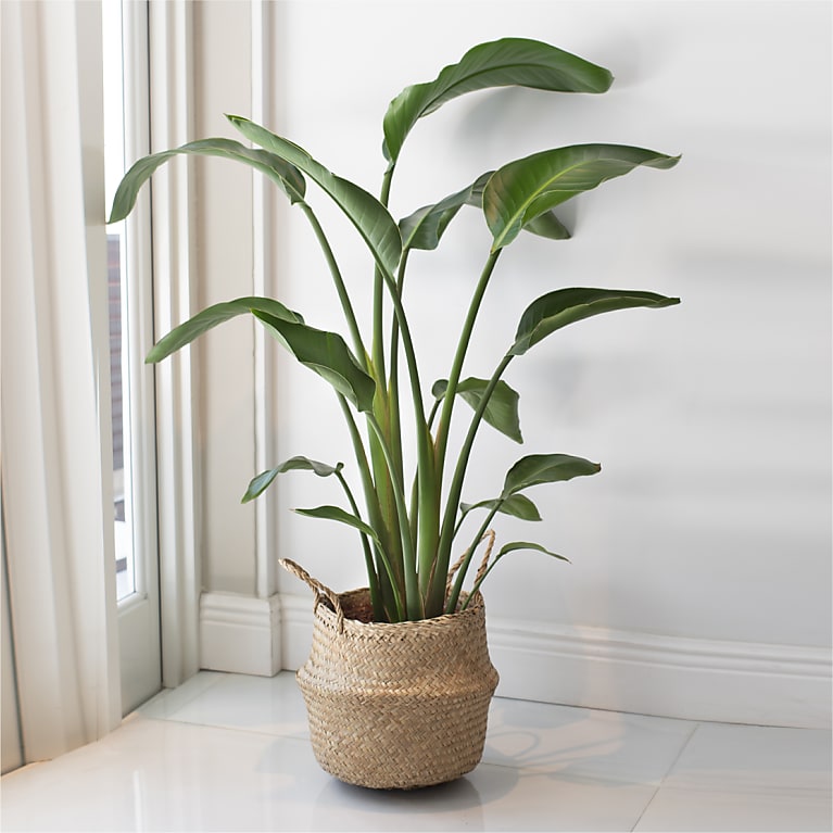 White Bird of Paradise