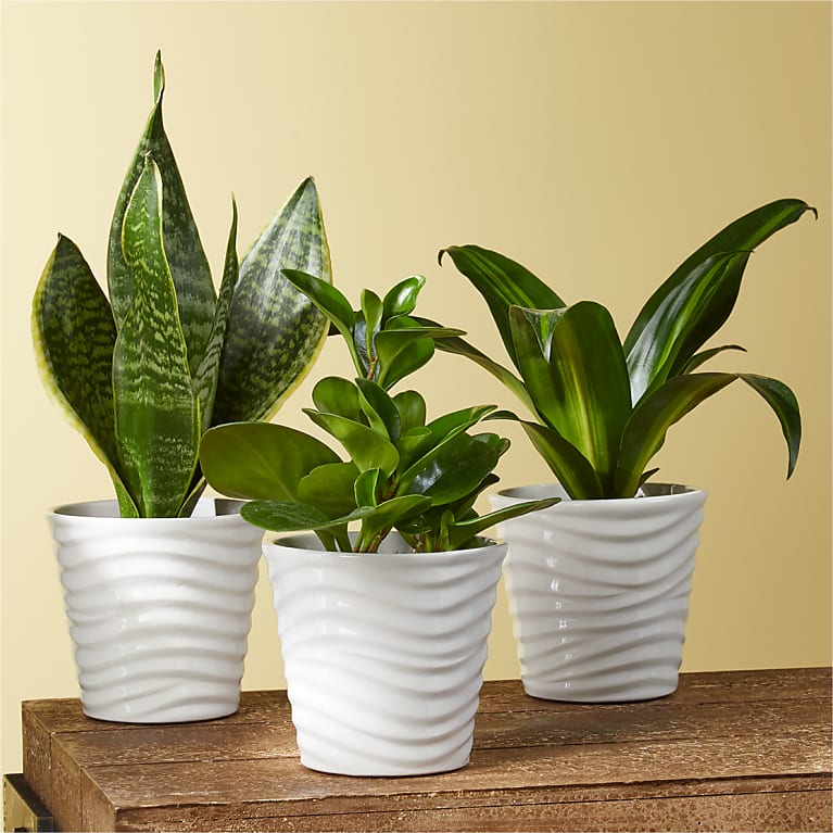 Clean Air Plant Trio | Proflowers Flower Delivery