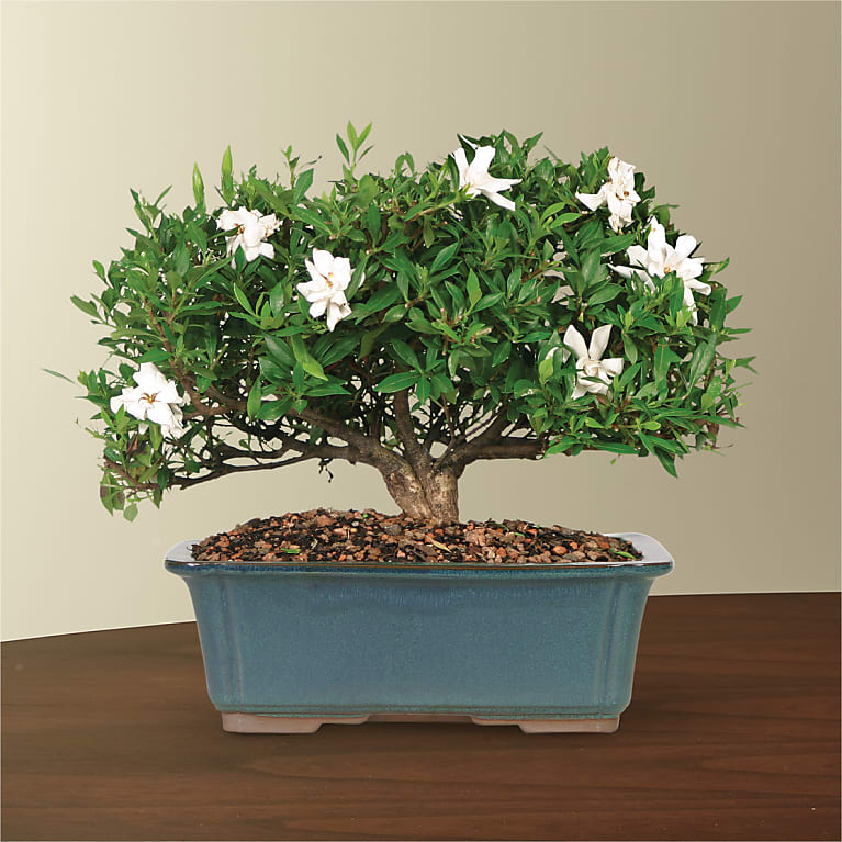 Gardenia Bonsai