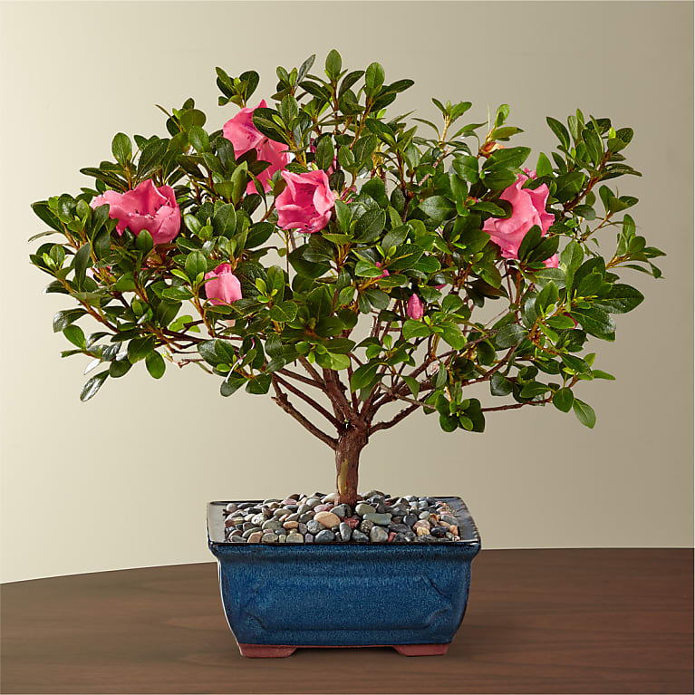 create a bonsai tree SPECIAL EVENT: Bonsai Workshop  Create Your Own Miniature Tree
