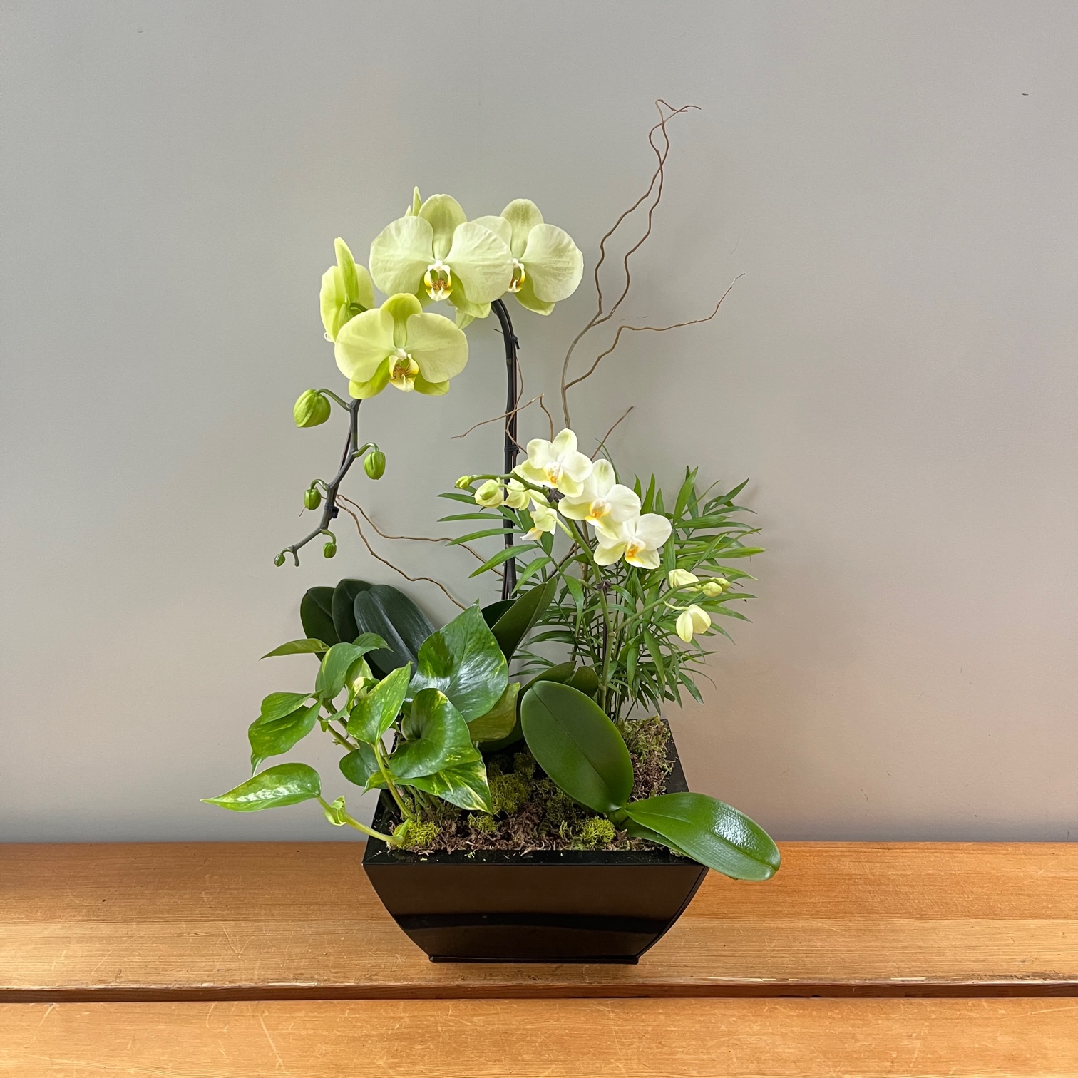 Green Orchid Planter Flower Delivery Victoria BC Poppies Floral Art