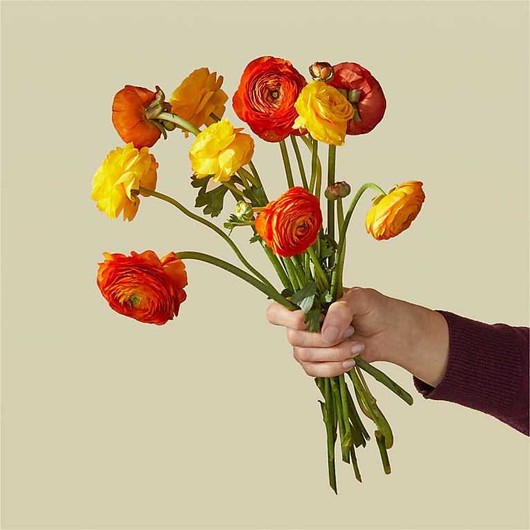Golden Ranunculus Golden Delicious Ranunculus