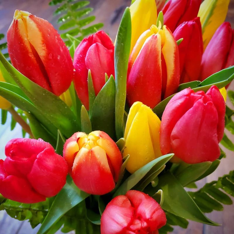 15 Stem Mixed Tulip Bouquet