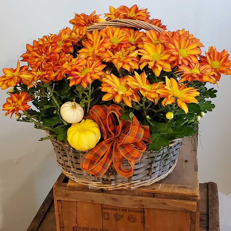 Triple Pelee Mum in a Basket Middleboro, MA Florist, Wine & Gift Shop