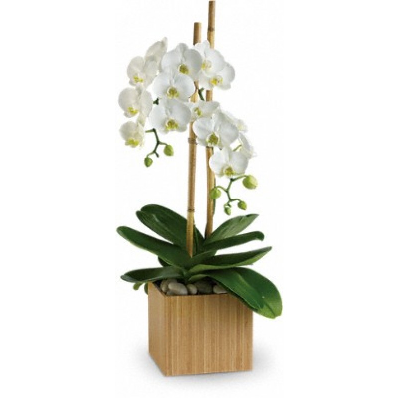 BLOOMING FLOWERS, Elk Grove Village Florist Local Family Owned Double Orchid Splender EB190