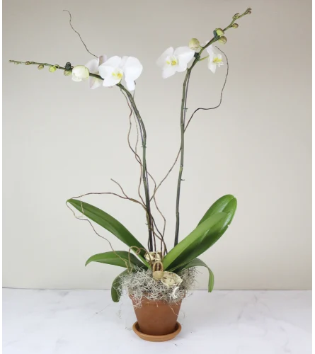 Berlin Classic Orchid