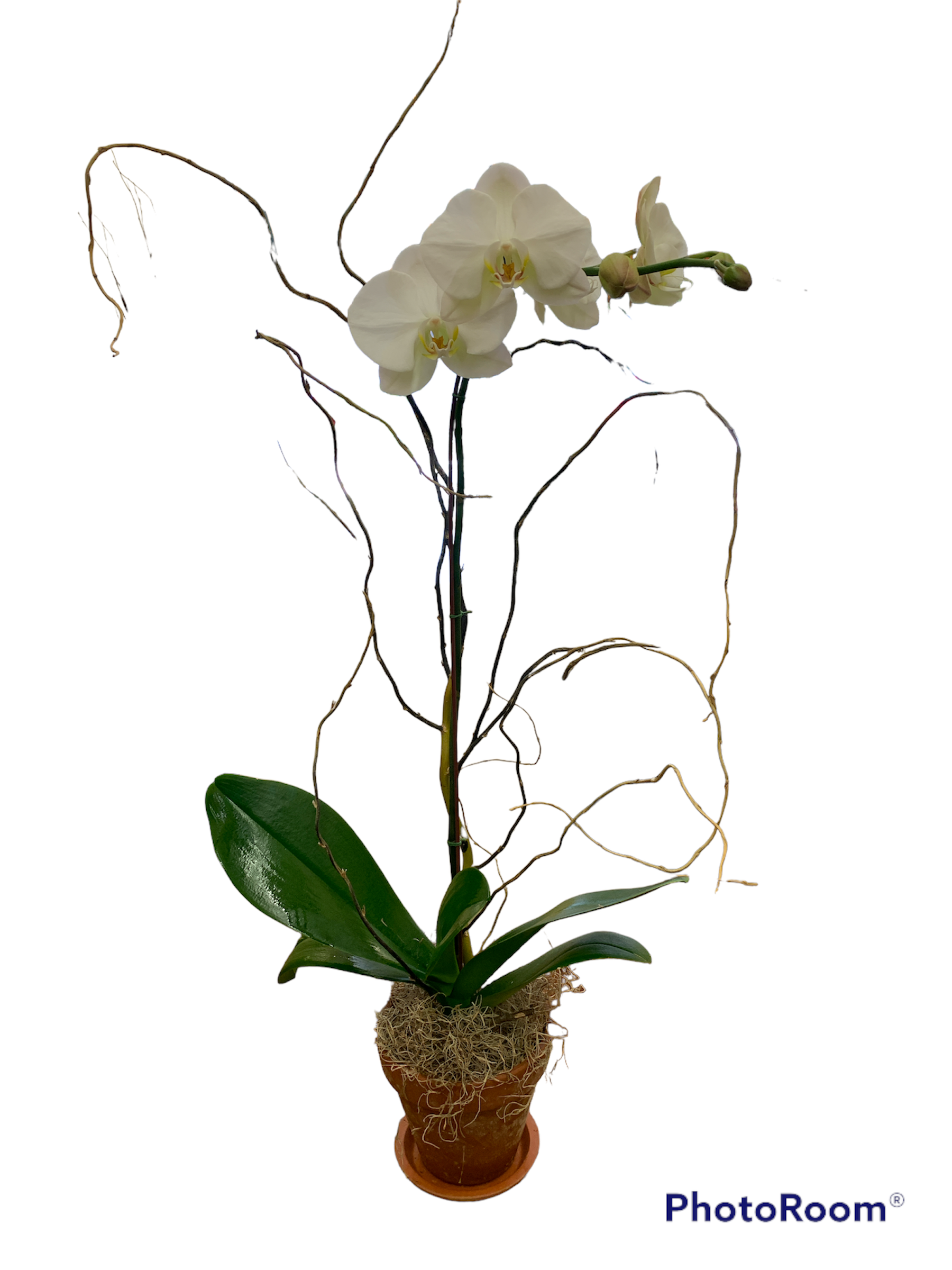 Orchid