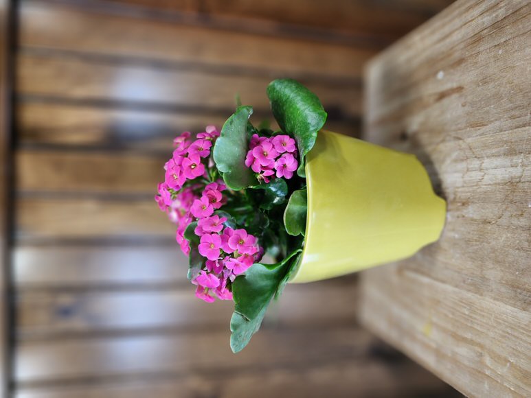 Happy Day Kalanchoe 4"