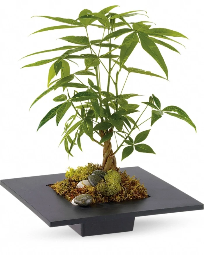 【2025年】エレガントファッションを上品に着 Money Tree Village Grove Elk Delivery Flower 991 Sandra その他
