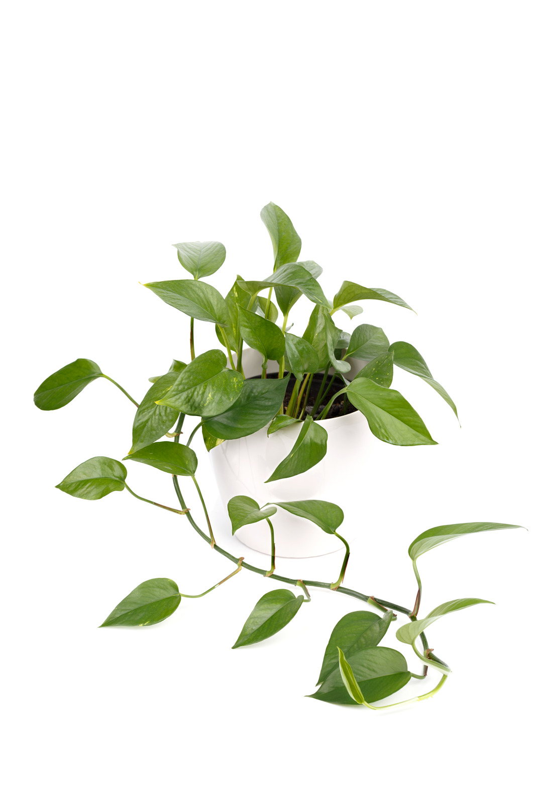 Potted Golden Pothos Ivy Flower Delivery Scituate MA - Flowers and