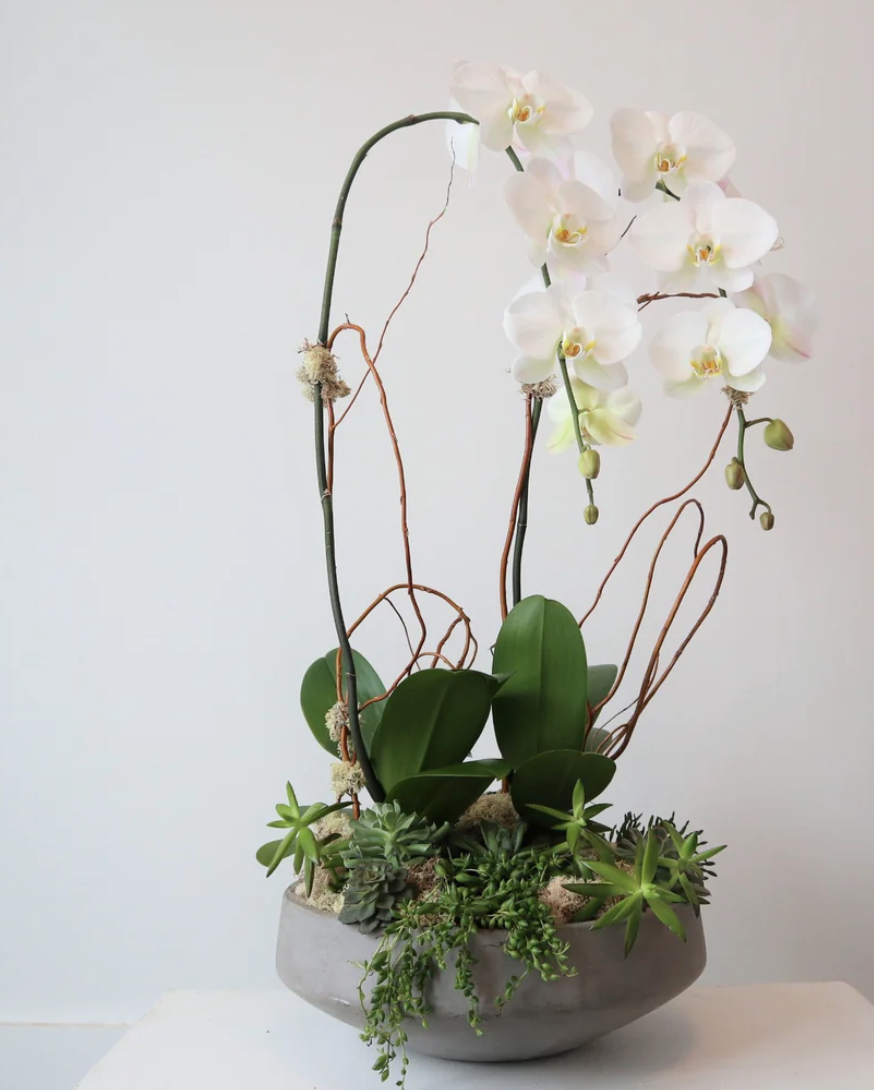 Orchid Garden Flower Delivery Roslindale Massachusetts The