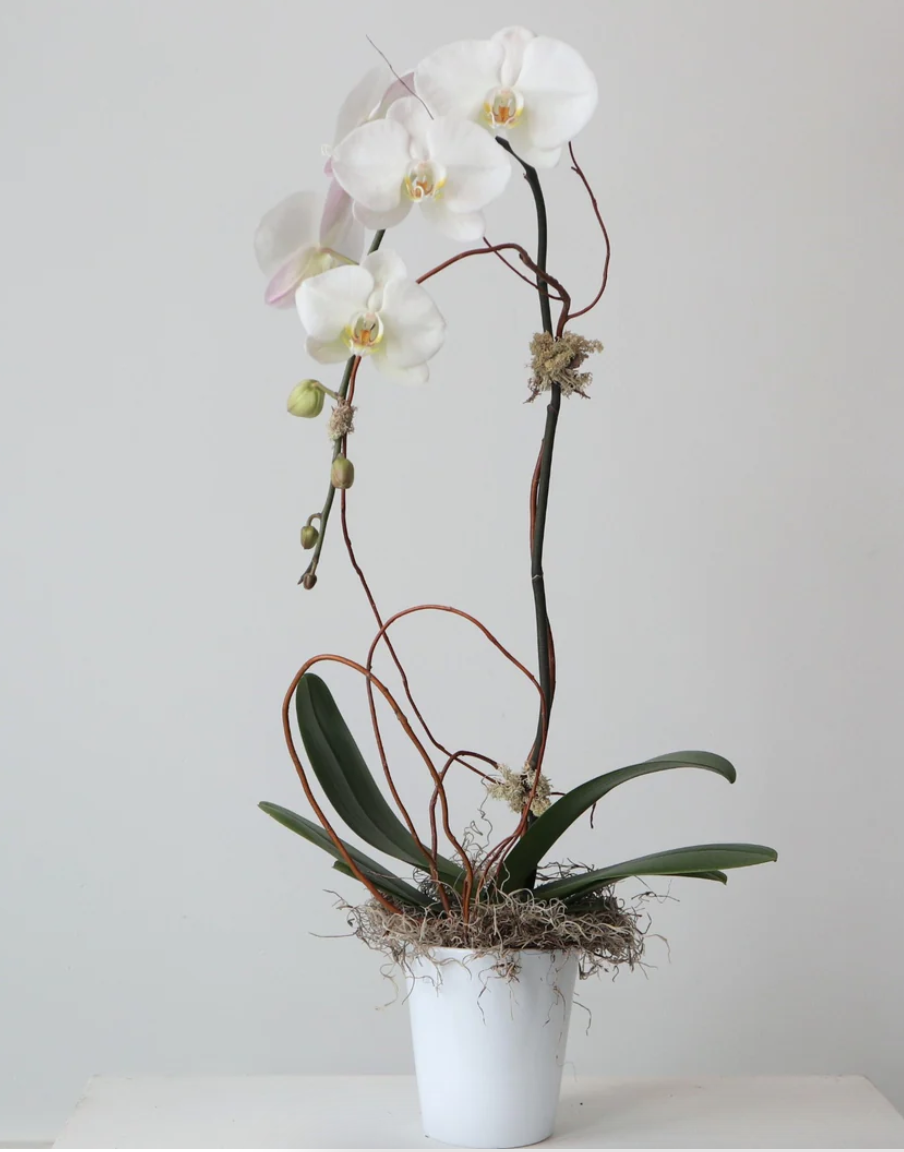 Classic Phalaenopsis Orchid Flower Delivery West Roxbury Massachusetts