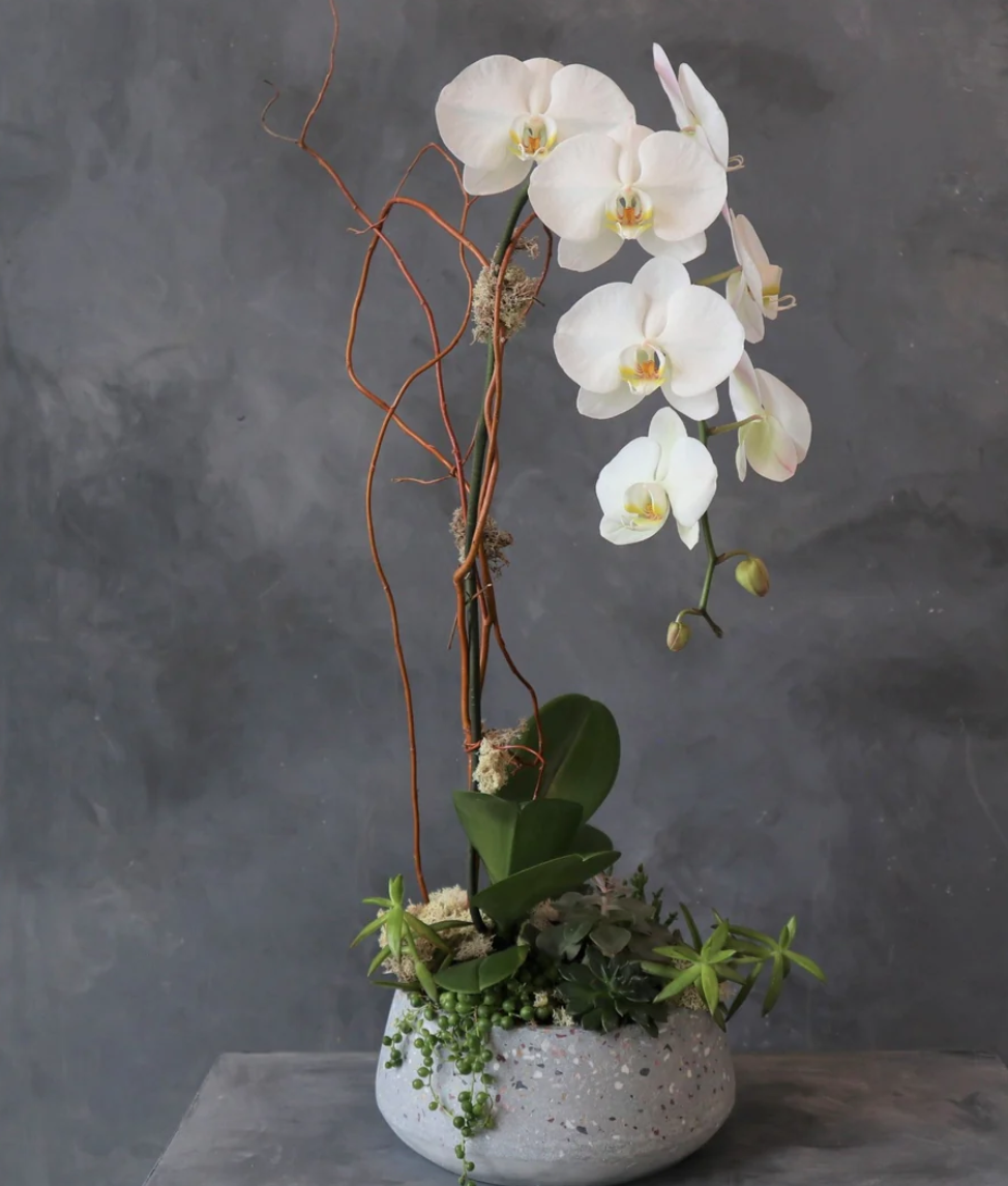 Classic Phalaenopsis Orchid Flower Delivery Roslindale Massachusetts