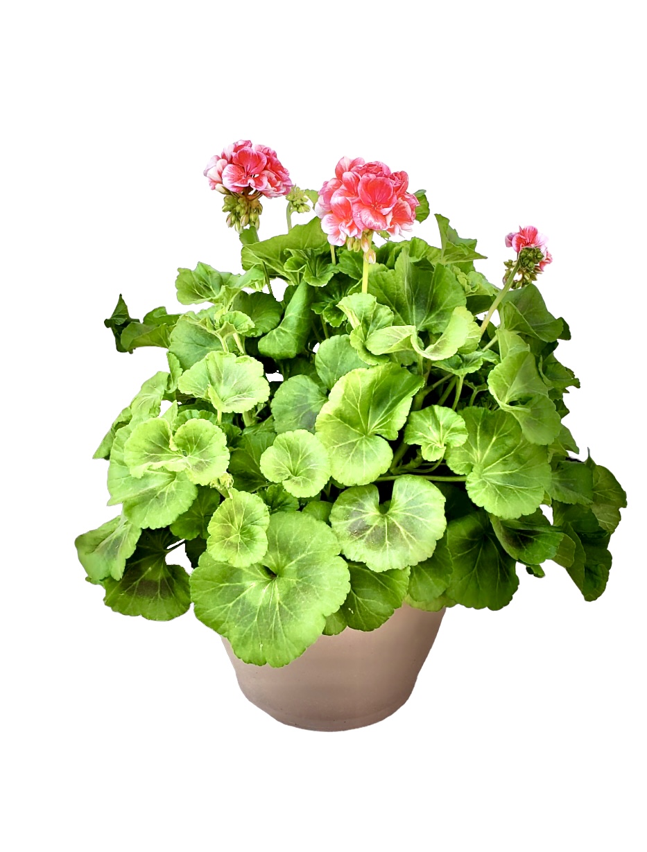 Patio Pot Flower Delivery Kokomo IN Banner Flower House