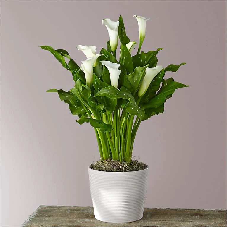 Calla Lily Flower Delivery Wake Forest NC Heritage Flowers
