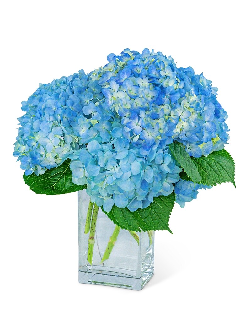 Hydrangeas In Blue