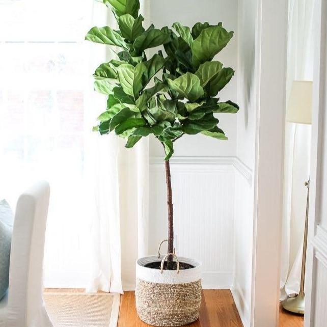 large indoor plants for sale Philodendron billietiae