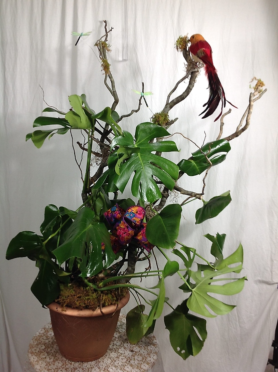 prayer plant seeds Maranta Red Prayer