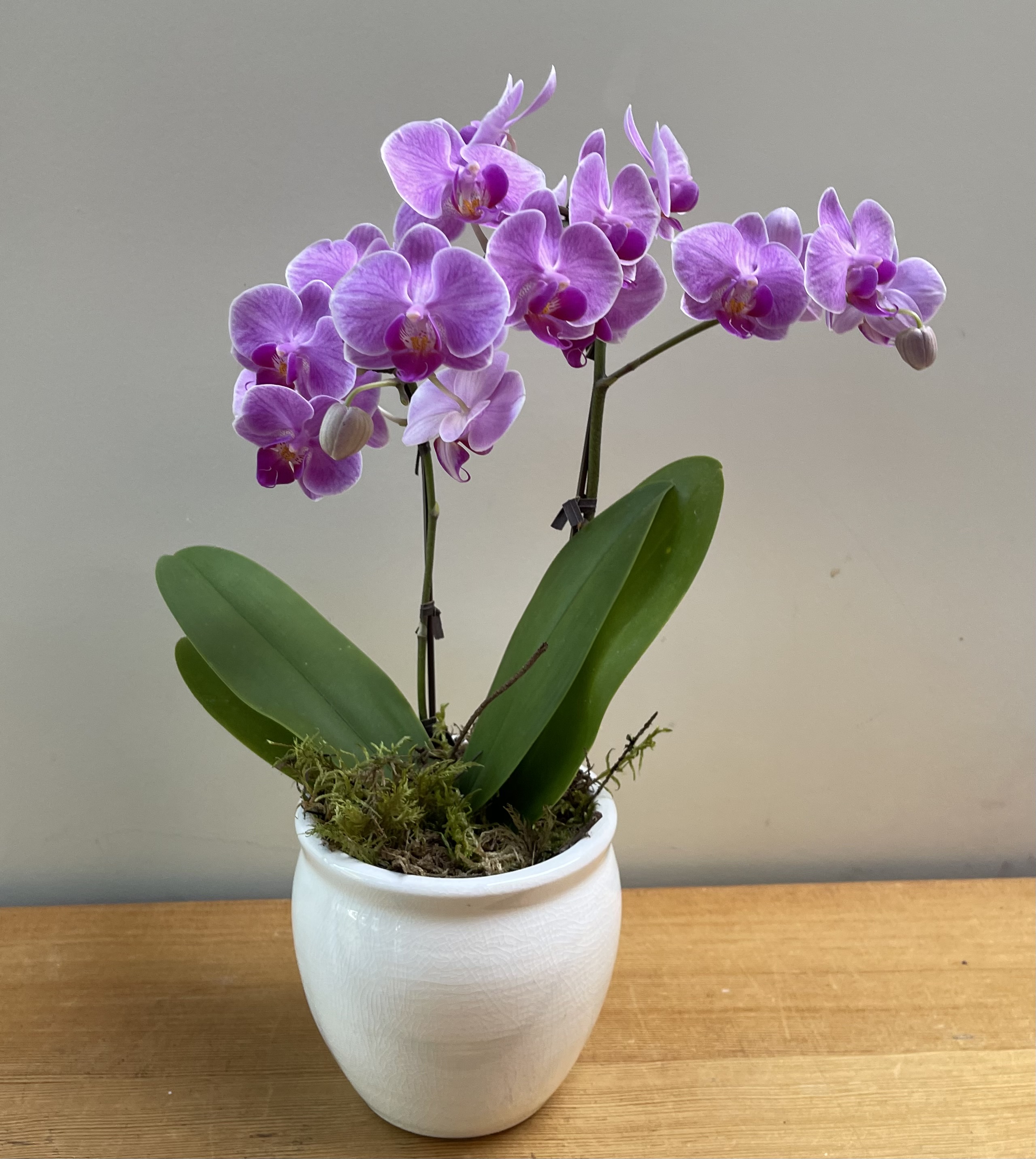 Small Purple Orchid Flower Delivery Victoria BC Poppies Floral Art