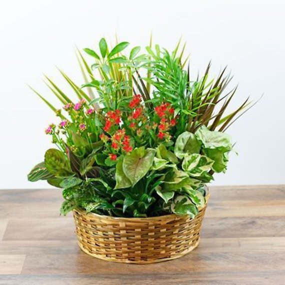 Large Dish Garden