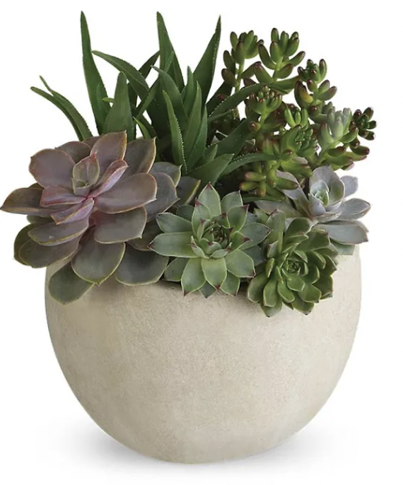Modern Succulent