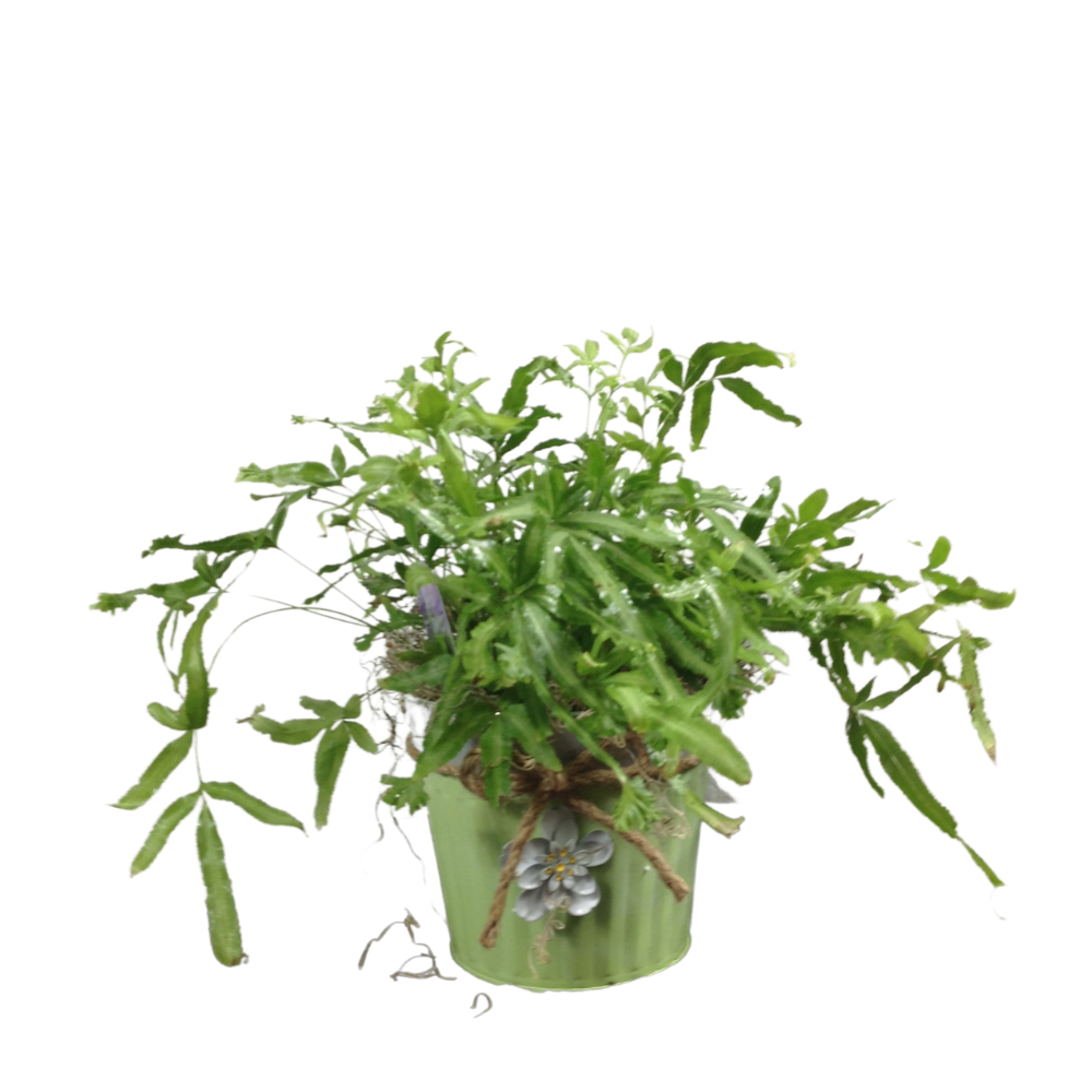 Kangaroo Fern