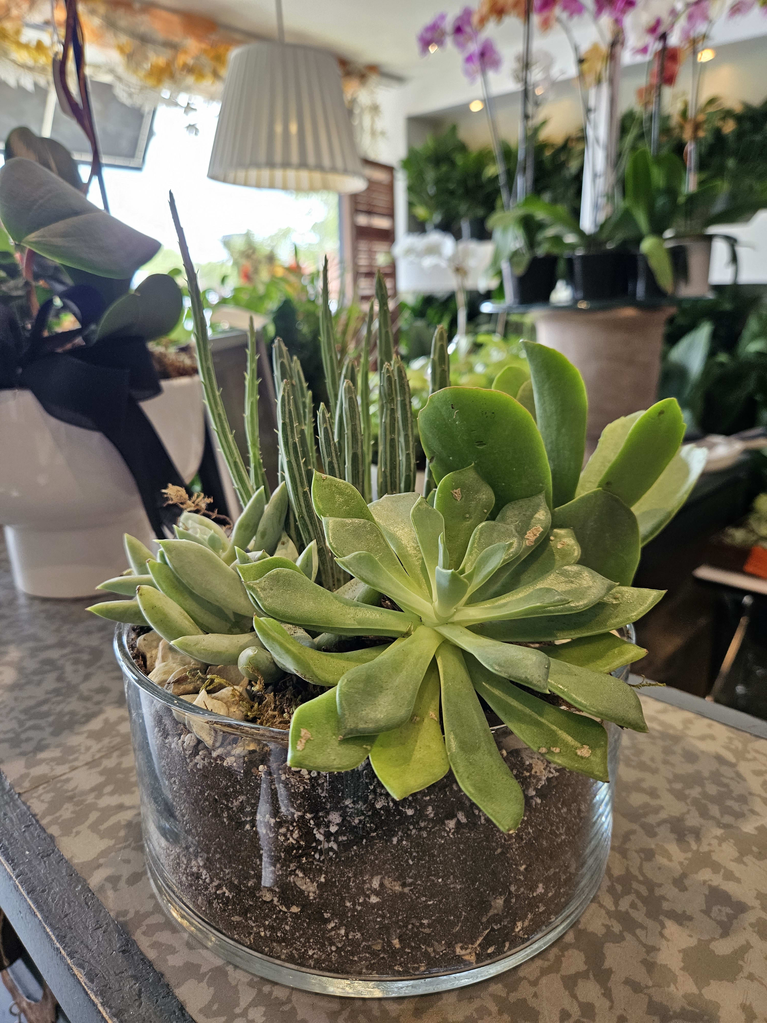 Succulent Garden Flower Delivery Mobile AL - Cleveland the Florist
