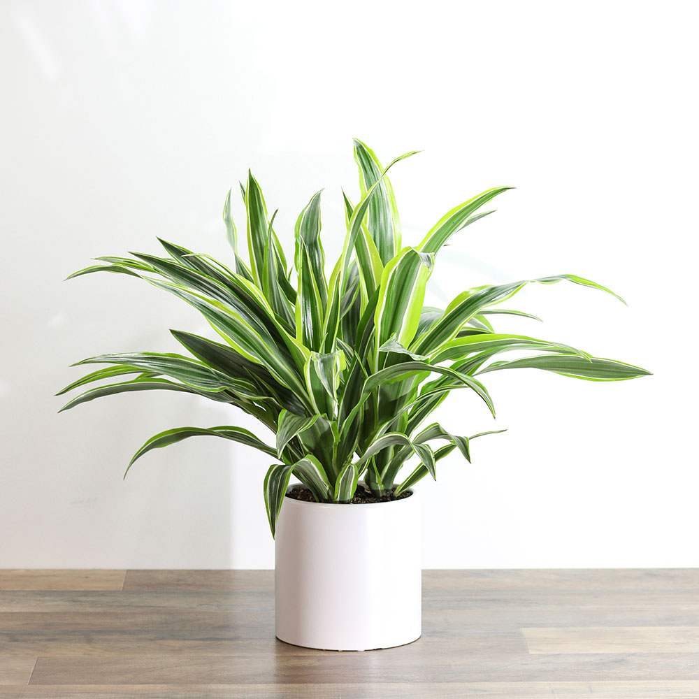 Dracaena Lemon Lime Plant Flower Delivery Torrington WY - The Flower Shoppe  Formerly Wagner's Flower Shop