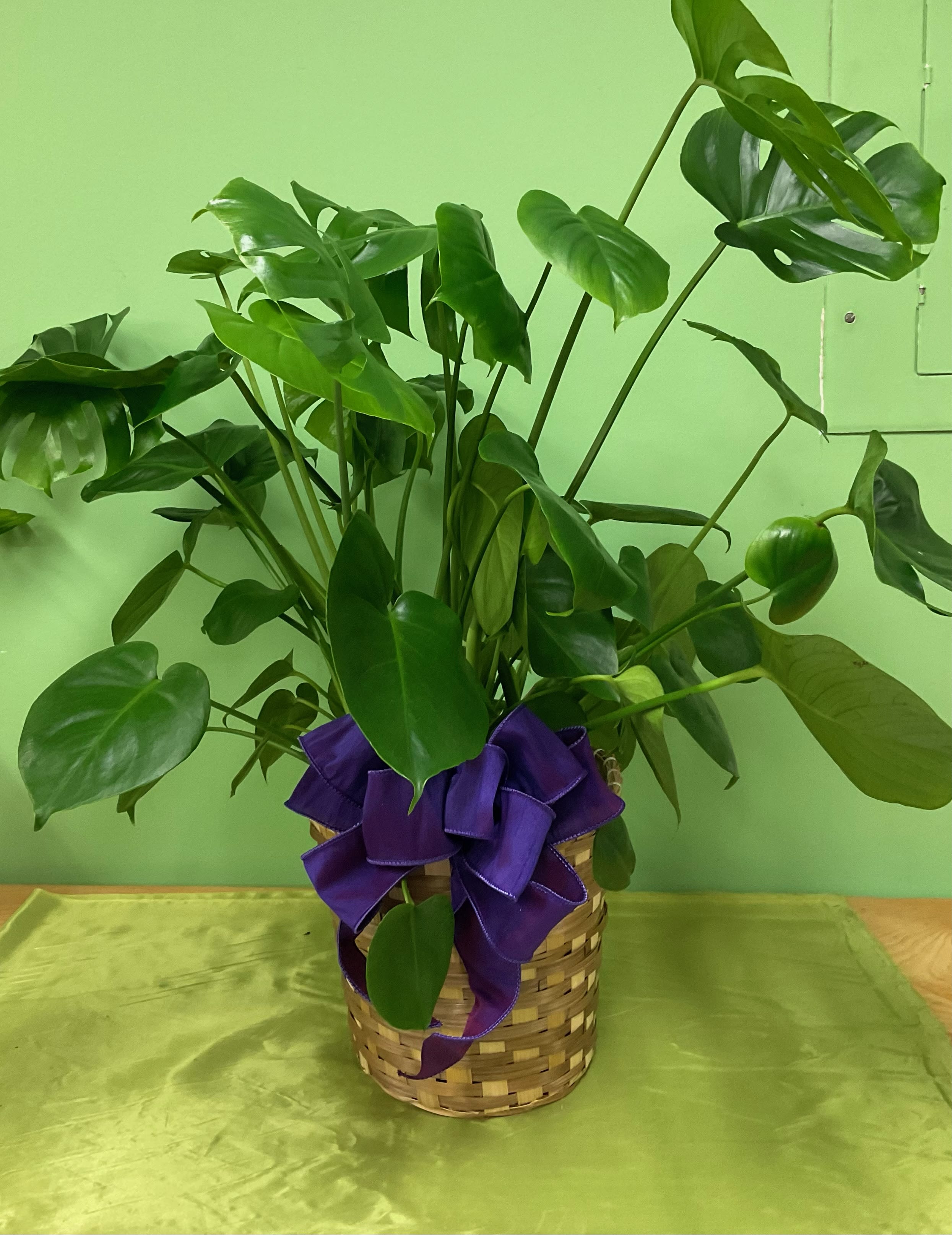 Monstera plant Flower Delivery Virginia Beach VA - Flowers at Hilltop