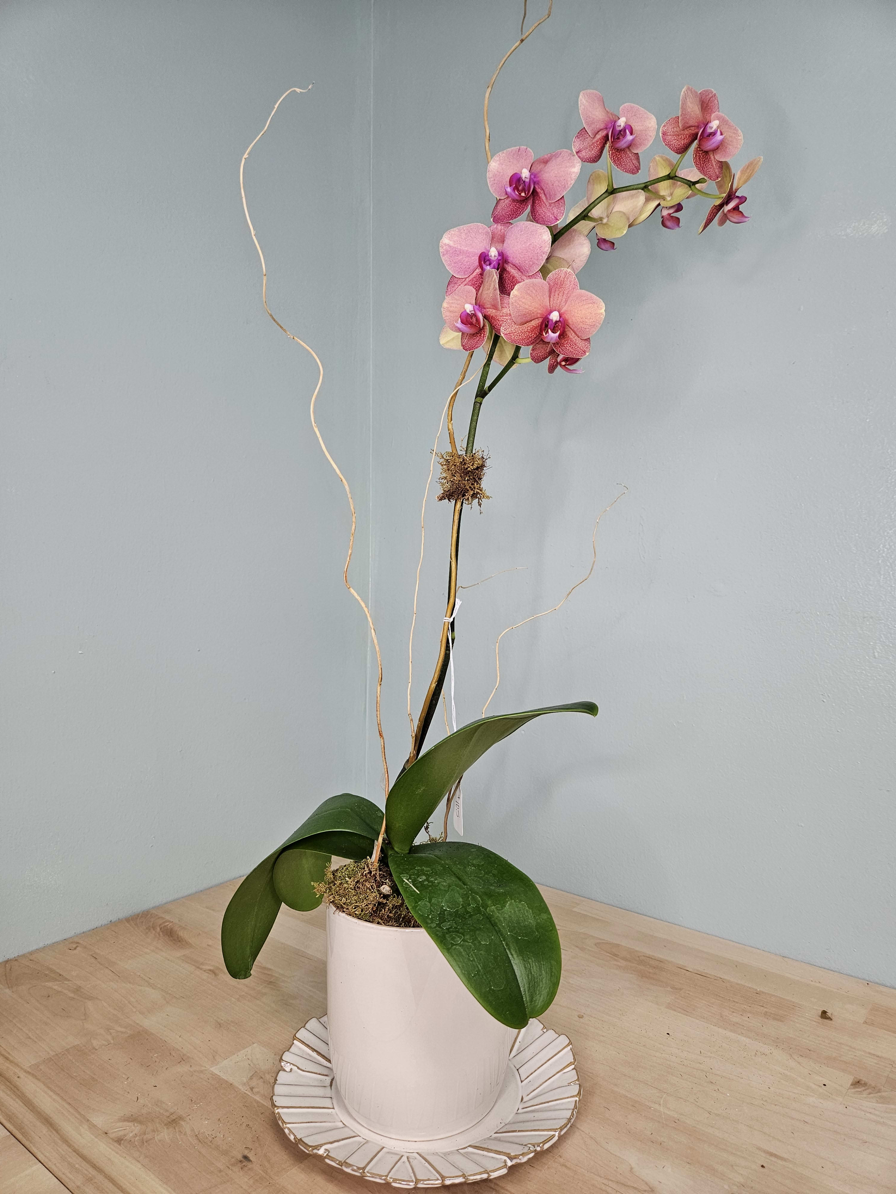 Apricot Orchid Flower Delivery Mobile AL Cleveland the Florist