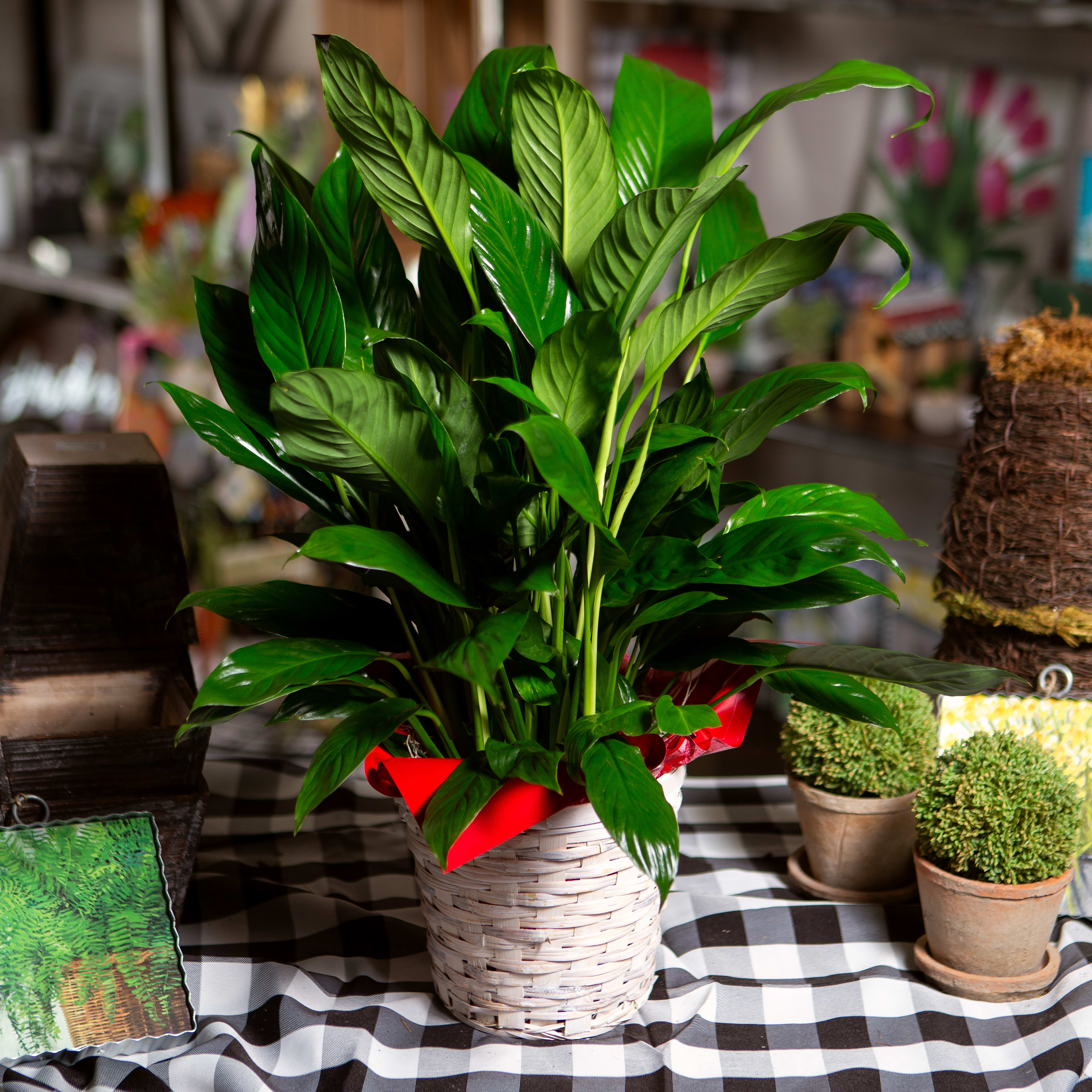 Peace Lily
