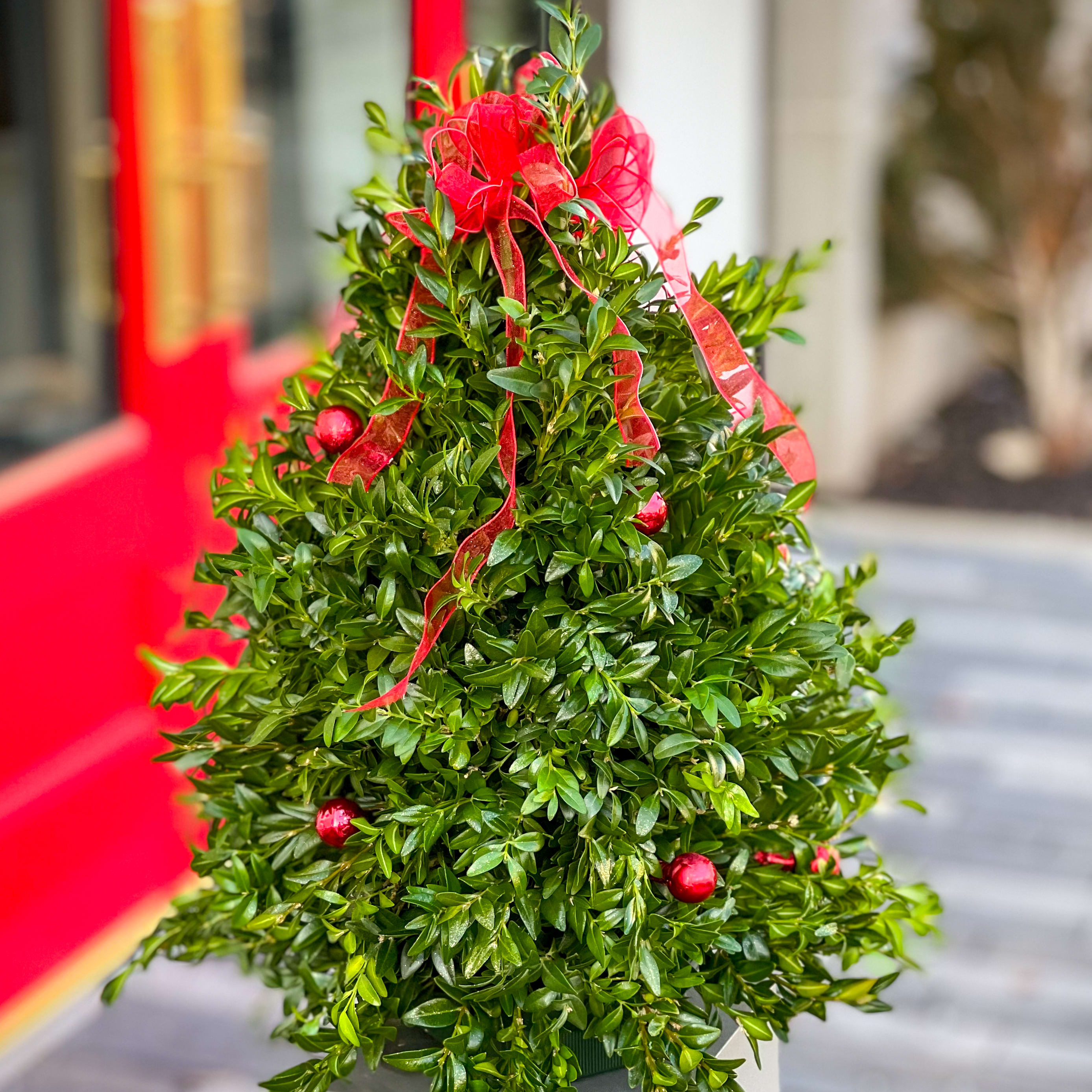 Mini Boxwood Christmas Tree Lavish