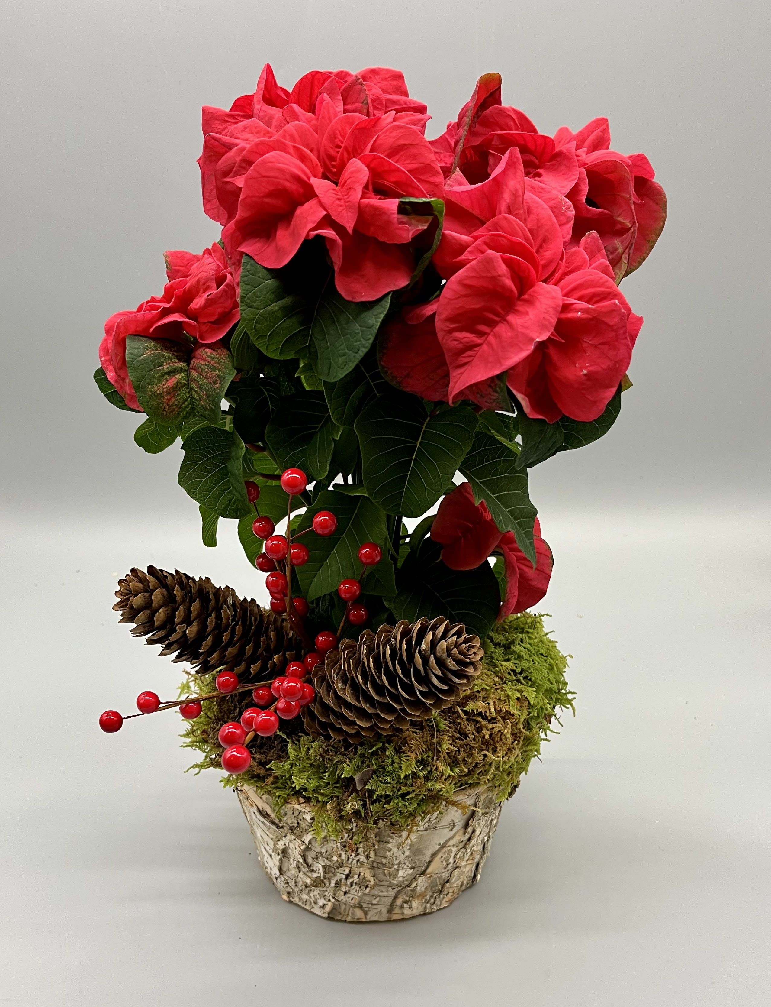 Winter Rose Poinsettia in birch container Flower Delivery Kingston