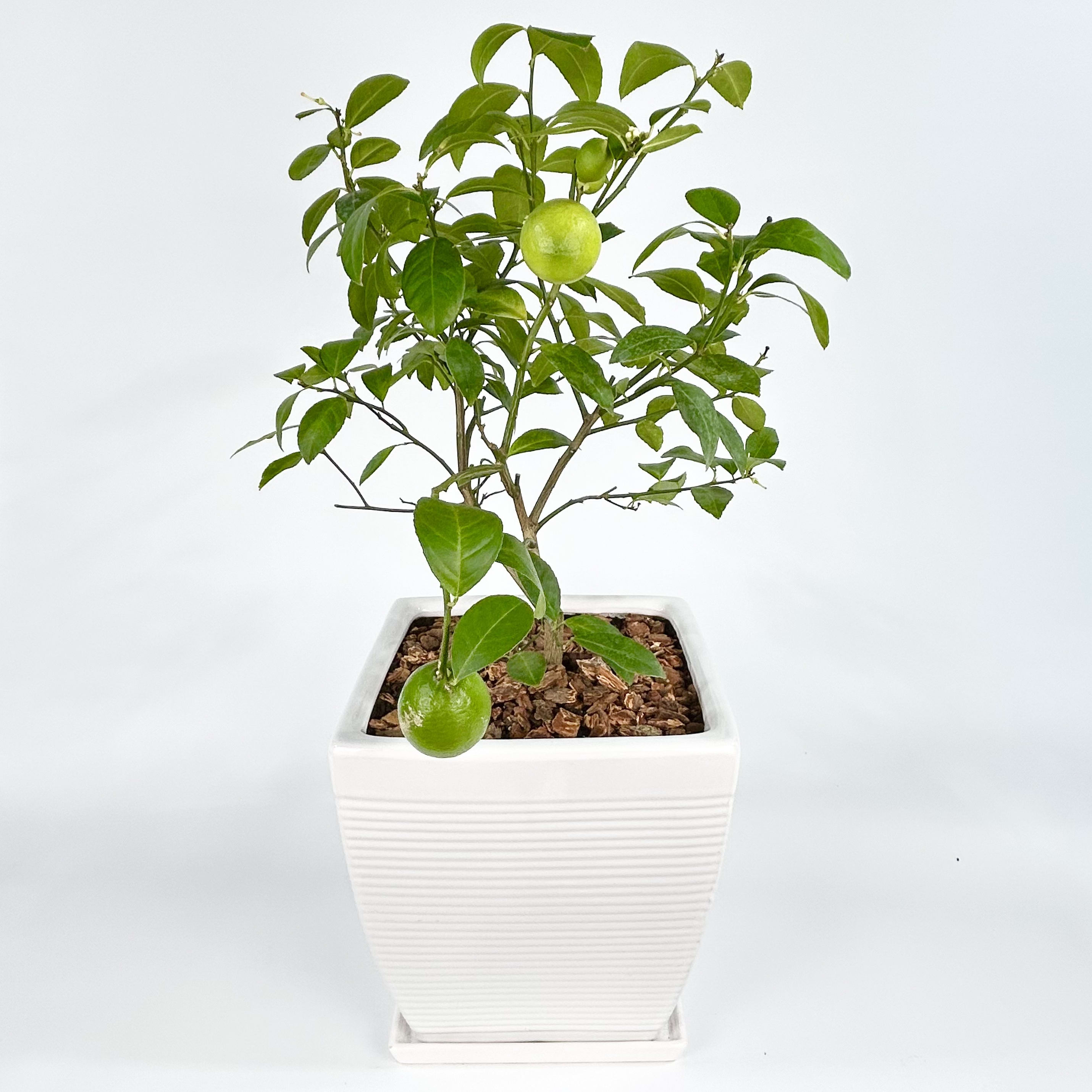 Indoor & House Plants Delivery Closter NJ Closter Flowers